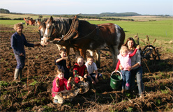 Traditional October Potato 
Harvesting at Organic Farm next door